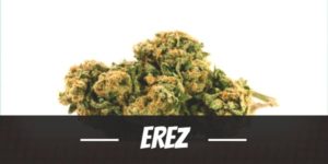Erez