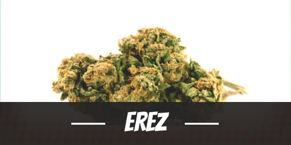 Erez