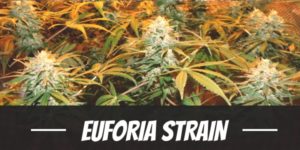 Euforia Strain