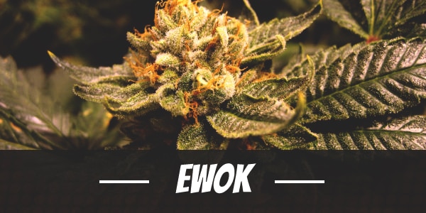 Ewok