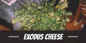 Exodus Cheese