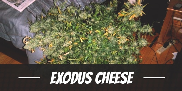 Exodus Cheese