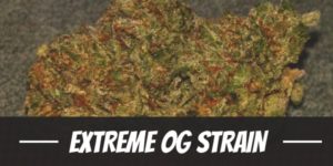 Extreme OG Strain