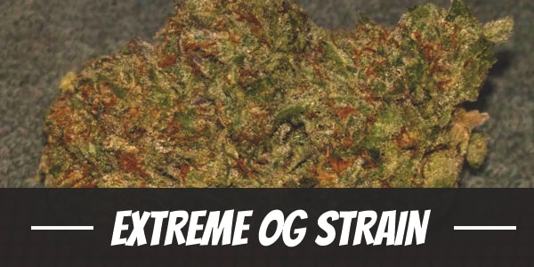 Extreme OG Strain
