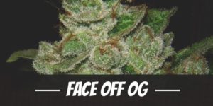 Face Off OG