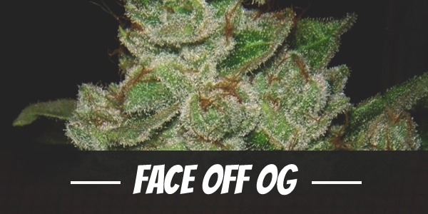Face Off OG
