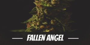Fallen Angel