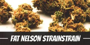 Fat Nelson Strain