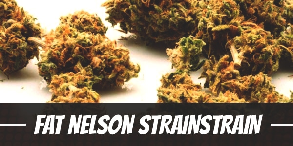 Fat Nelson Strain