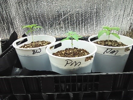 1 grown organically