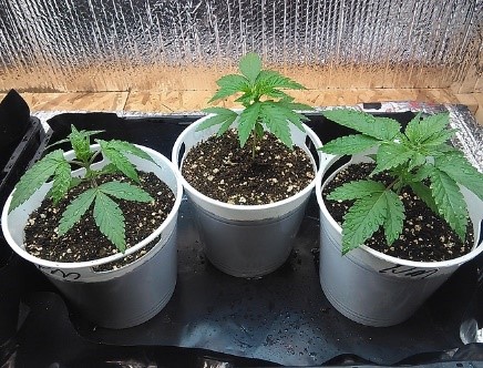 2 no nute grow