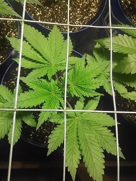 10 the SCROG