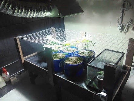 11 the SCROG
