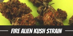 Fire Alien Kush Strain