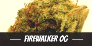 Firewalker OG