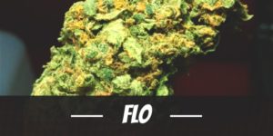Flo