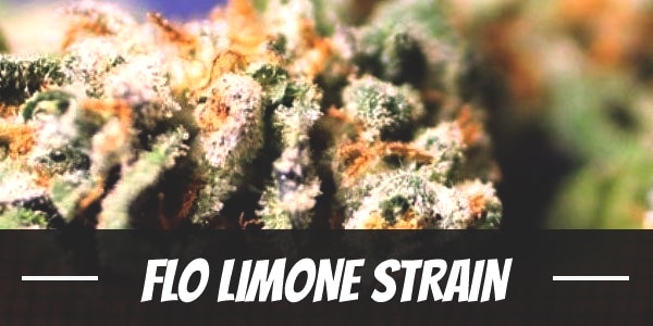 Flo Limone Strain