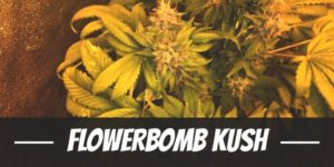 Flowerbomb Kush