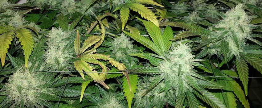 Flowering Phase