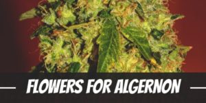 Flowers For Algernon