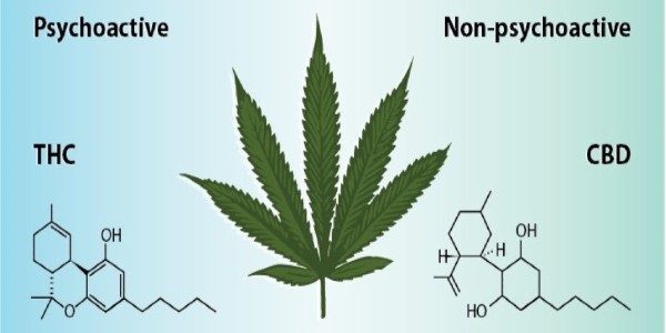CBD vs. THC