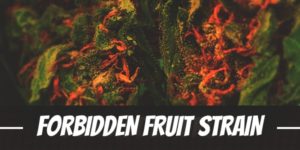 Forbidden Fruit Strain