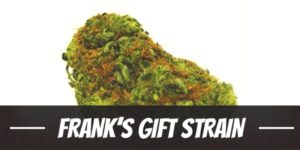 Frank’s Gift Strain