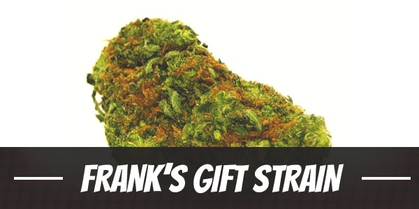 Frank’s Gift Strain