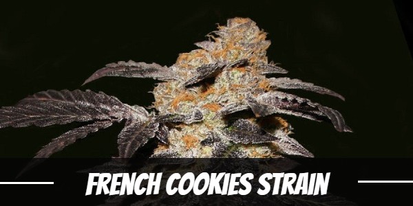 French Cookies marijuana strain