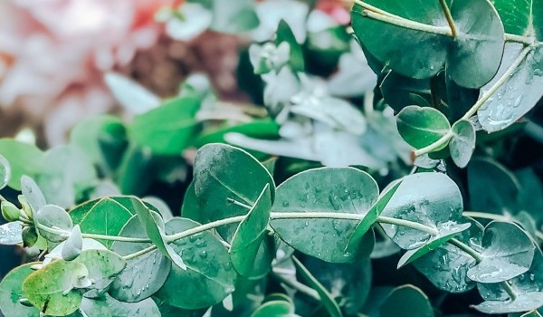 Fresh eucalyptus leaves