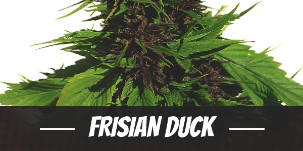 Frisian Duck