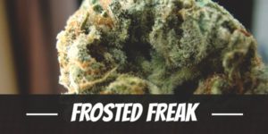 Frosted Freak