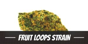 Fruit Loops Strain