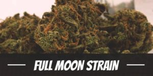 Full Moon Strain
