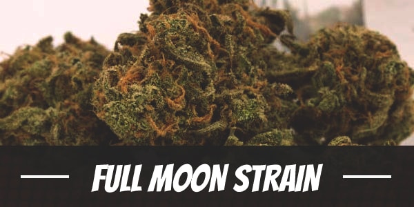 Full Moon Strain
