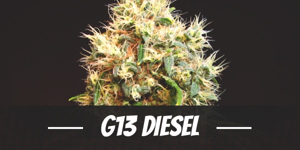 G13 Diesel