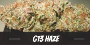 G13 Haze