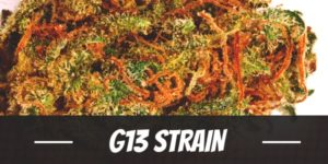 G13 Strain