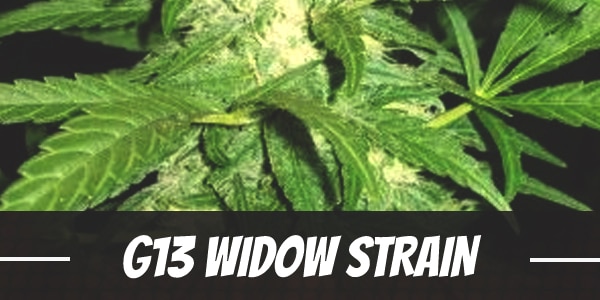 G13 Widow Strain