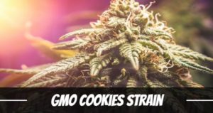 GMO Cookies Strain