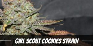 GSC marijuana strain