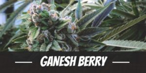 Ganesh Berry
