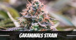 Garanimals Strain