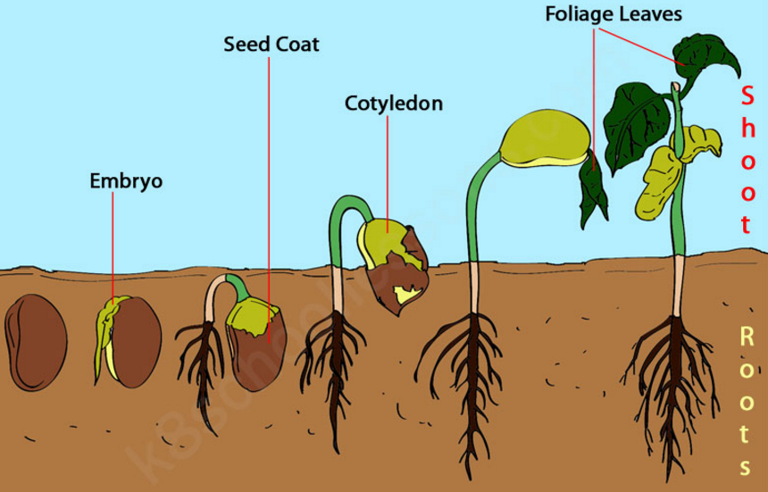 Germination