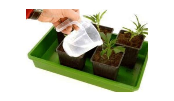 Give the plants water