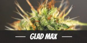 Glad Max