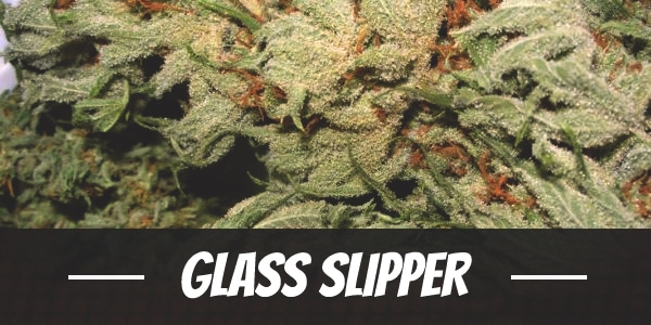 Glass Slipper
