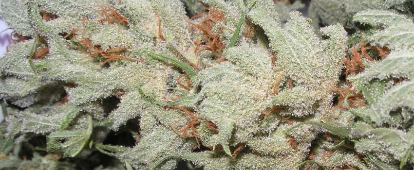 Glass Slipper