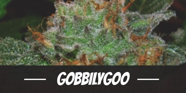 Gobbilygoo