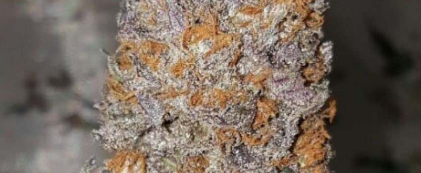 Gobbilygoo Effects